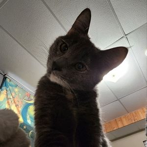 Meet your Posher, Kelso